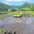 ブランド米の産地で田植えが進む（湯沢町）